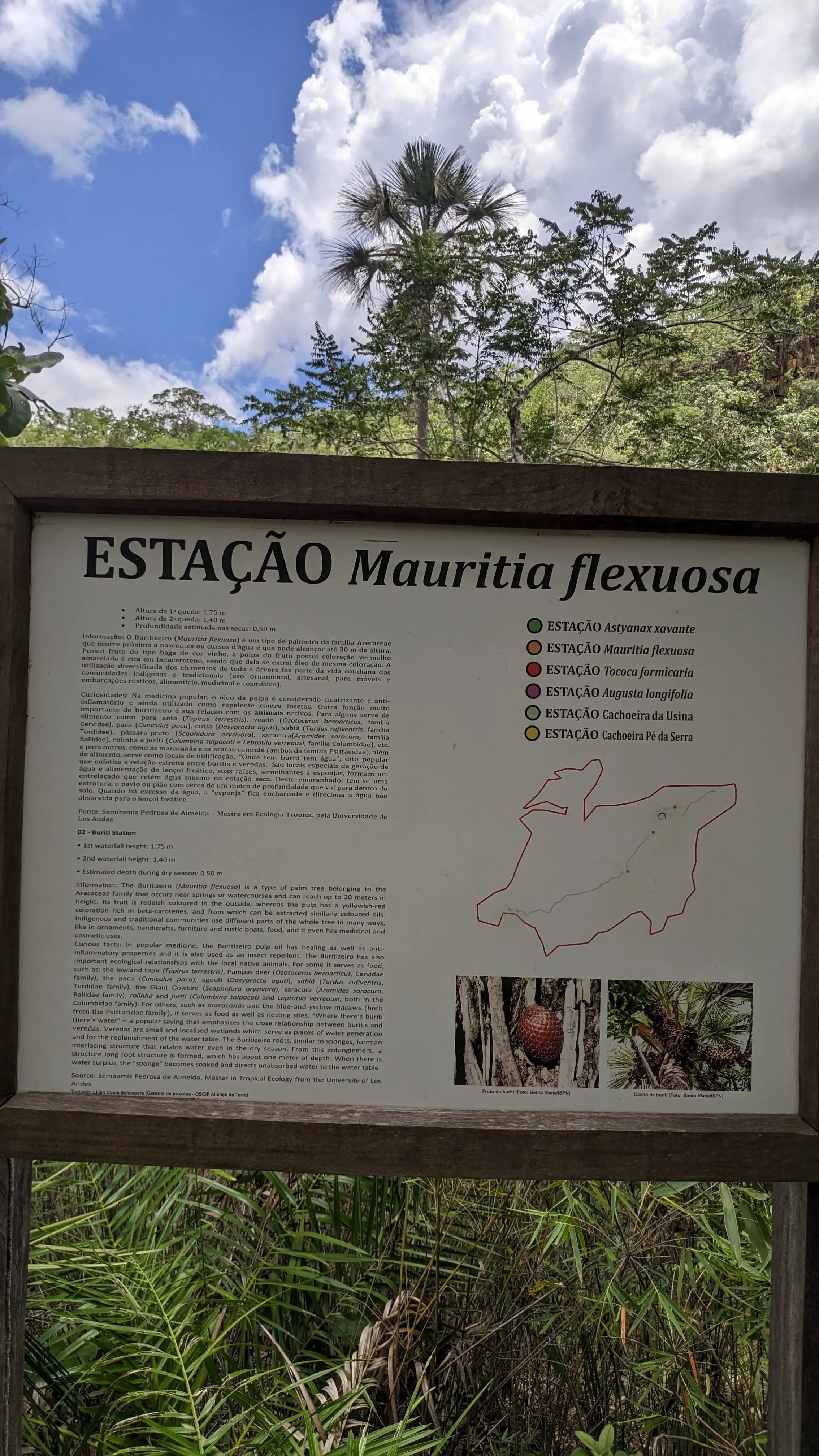 Totem informativo da Estação Mauritia flexuosa destacando a importância da palmeira de buriti no ecossistema local