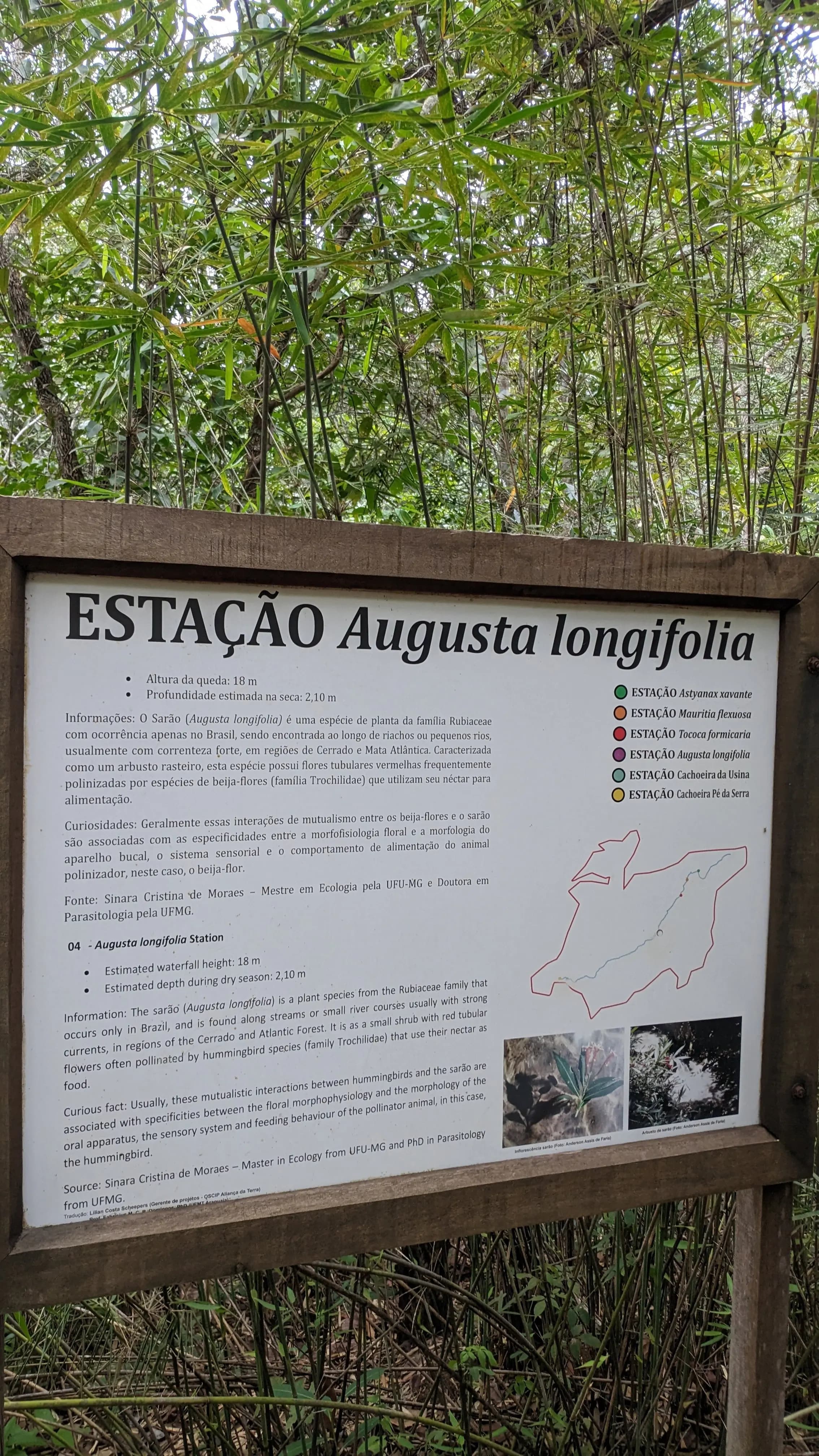Totem informativo da Estação Augusta longifolia apresentando a espécie vegetal característica das cachoeiras da região