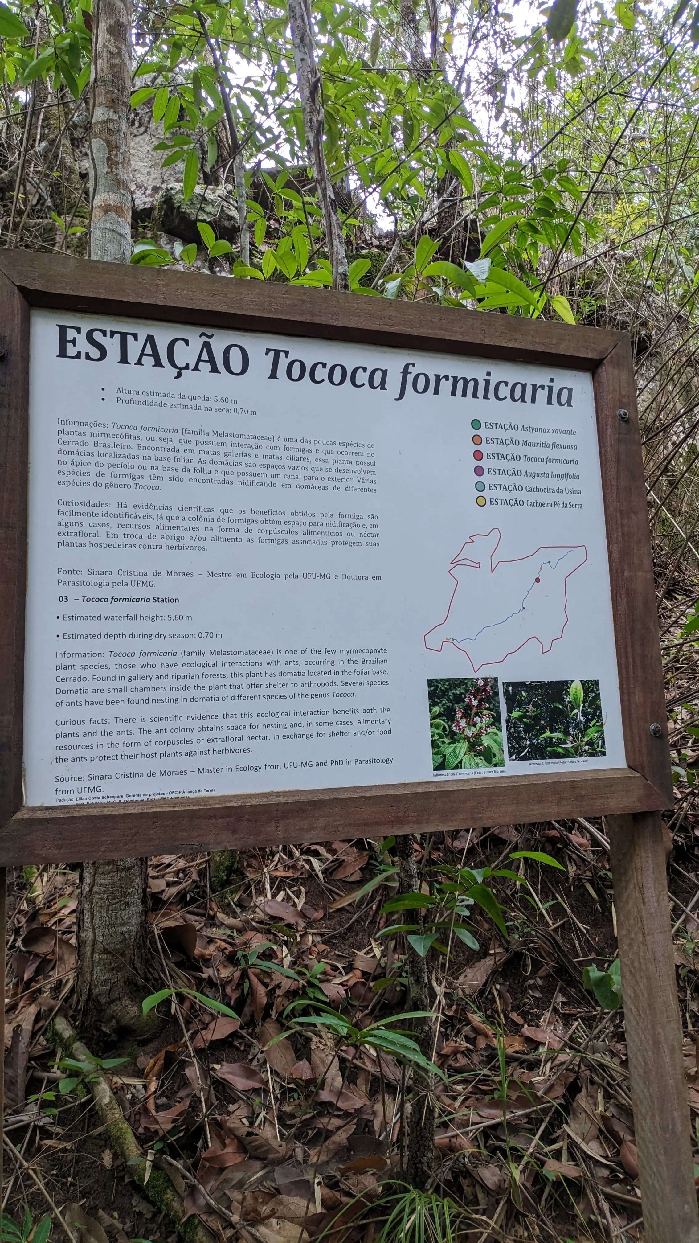 Totem informativo da Estação Tococa formicaria explicando a relação ecológica entre plantas e formigas